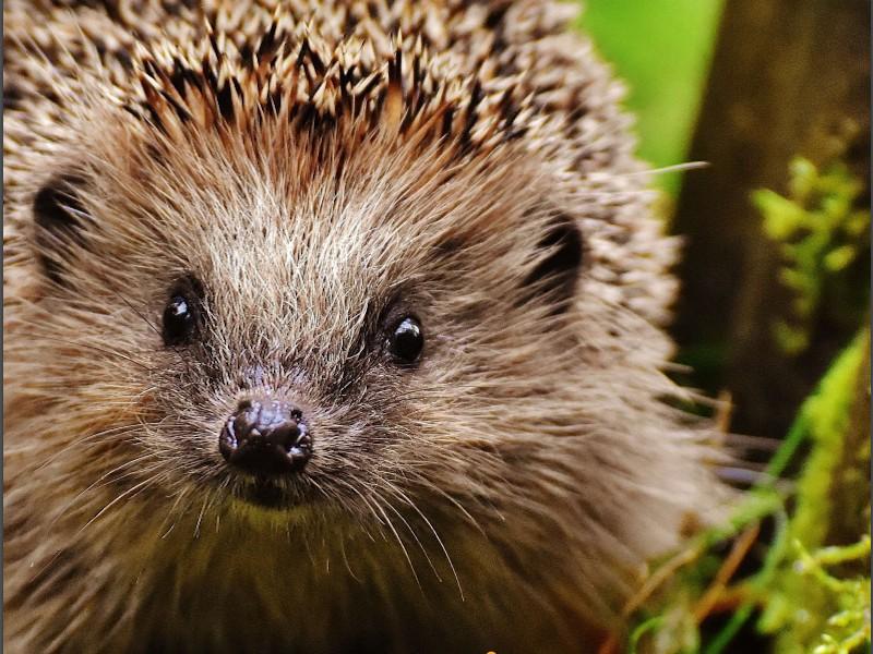 Protégeons les hérissons