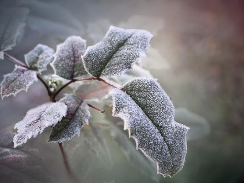 Télédéclarations calamités agricoles
