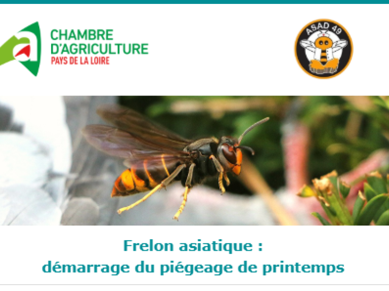 Frelon asiatique piégeage de printemps