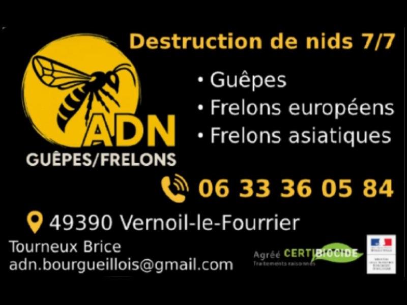 ADN Guêpes Frelons
